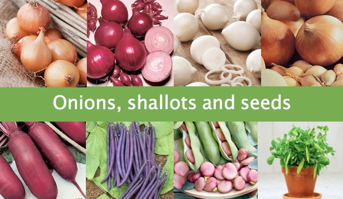 Onions, shallots and seeds